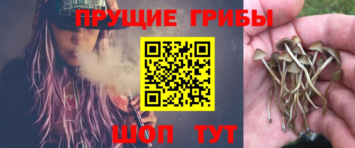 Псилоцибиновые грибы Psilocybine cubensis Архангельск